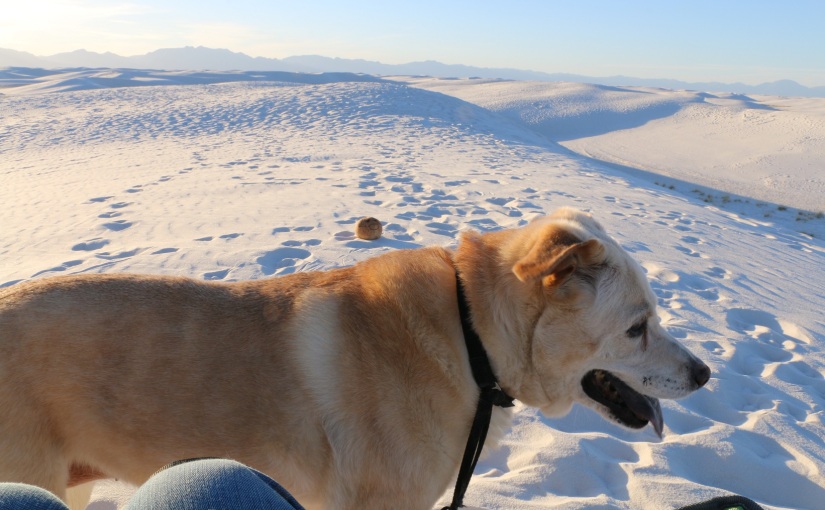 White Sands Sledding- The dog wants to do it too